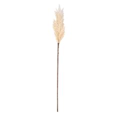 PAMPAS GRASS PLUME 34" CR WH