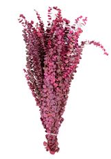 EUCALYPTUS BABY PRES PINK 16OZ