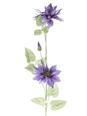 PASSION CLEMATIS X2 37" VIOLET BLUE