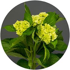 10ST HYDRANGEA MINI GREEN