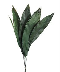 ASPIDISTRA GREEN PRES.