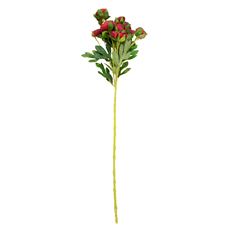 RANUNCULUS SPRAY X10 22" RED