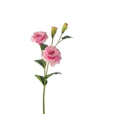 LISIANTHUS X2 24.5" ROSEPINK