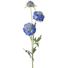 SCABIOSA TRIPLE 30" BLUE