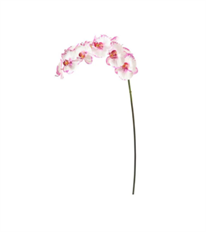 ORCHID PHALAENOPSIS 34" PURPLE