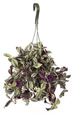 10" TRADESCANTIA HB