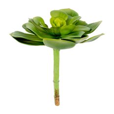 SUCCULENT PICK 7"D 8"H GREEN