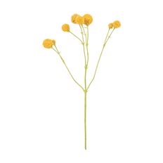 CRASPEDIA STEM X8 20" YELLOW