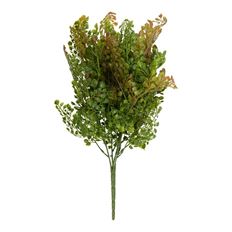 MAIDENHAIR BUSH X5 17" GREEN