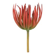 SUCCULENT 7" GREEN/BUR