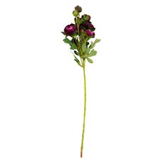RANUNCULUS SPRAY X10 22" PURPLE