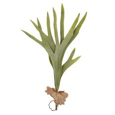 STAGHORN FERN 23" GREEN