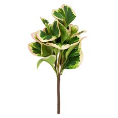 PEPEROMIA BUSH 12" GREEN/WHITE
