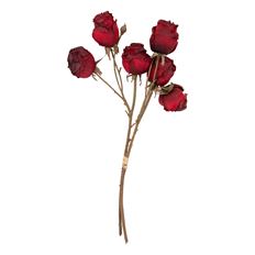 ROSE DRY 17.5" BU/6 RED