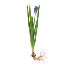 MUSCARI W/BULB 11.5" BLUE
