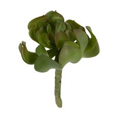ALOCASIA SUCCULENT 5" GRN/EGGPLANT