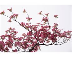 BRANCHES FLOWERING DOGWOOD