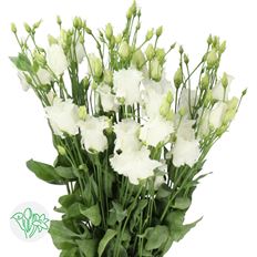 LISIANTHUS WHITE