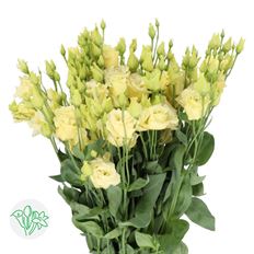 LISIANTHUS YELLOW