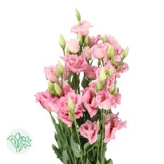 LISIANTHUS PINK