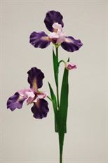 IRIS X2 30" PURPLE