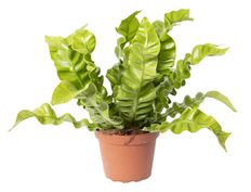 4" CRISPY WAVE FERN
