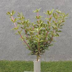 MYRTLE BUSH X 12 11" WHITE