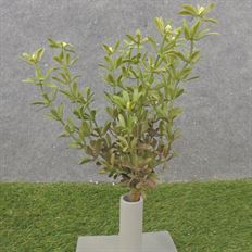 MYRTLE BUSH X 12 11" GREEN