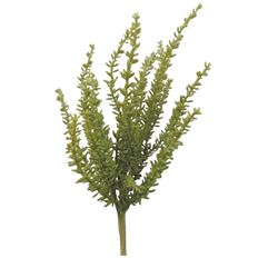 BUSH ROSEMARY X 7 13" GREEN