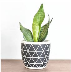 POTTERY DIAMOND STRIPE 5.5" BLK