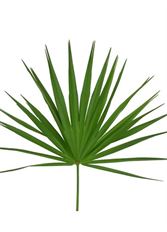 PALMETTO