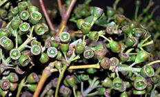 EUCALYPTUS PODS