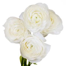 RANUNCULUS WHITE