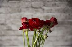 RANUNCULUS RED