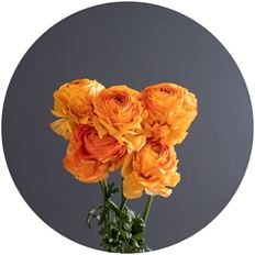 RANUNCULUS ORANGE