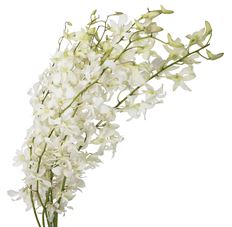 DENDROBIUM HAWAIIAN LONG