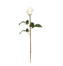 ROSE DUTCHESS BUD 20" CREAM
