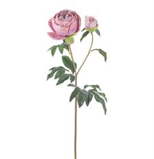 PEONY NT 27" DEEP LAVENDER