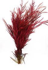 GREVILLEA FOLIAGE TINTED