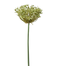 ALLIUM 36" LIGHT GREEN