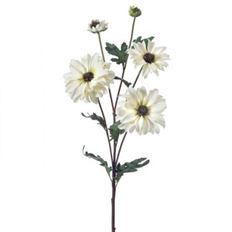 SHASTA DAISY X 3 24" WHITE