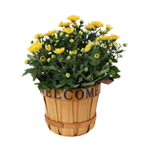 6" MUM IN "WELCOME" BASKET