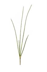 SANSEVERIA  MIKADO 30.7" GREEN