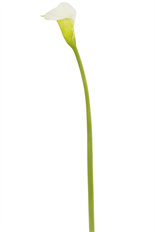 CALLA LILY NT 30&quot; LIGHT GREEN