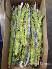 BRANCHES MOSSY FRUIT