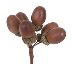 ACORN BUNCHES X6 5" 12/BAG
