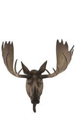 MOOSE HEAD 75CM BROWN