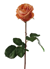 ROSEBUD ECUADORIAN 16" PEACH