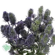 THISTLE ALPINUM  5-STEM