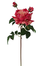 ROSE CANDY STRIPE 22" PEACH